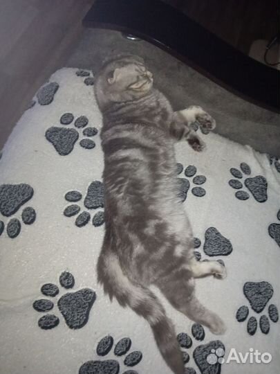 Шотландский кот вязка