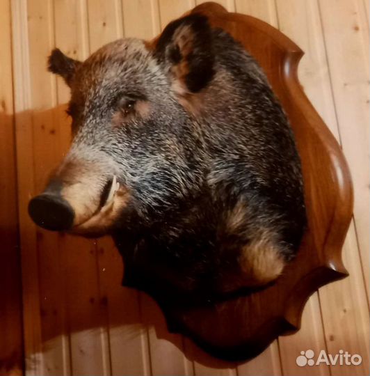 Чучело головы кабана