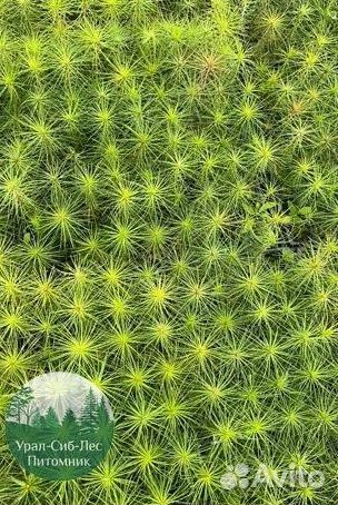 Сеянцы зкс Сосна Ель Лиственница окс Голуб Горн