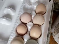 Яйцо инкубационное домашнее