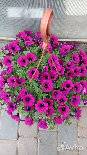 Петуния ампельная в кашпо