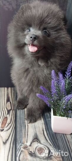 Щенки шпица