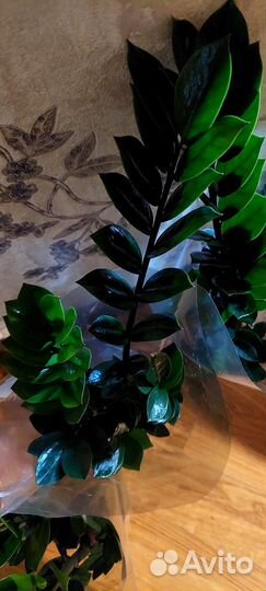 Замиокулькас