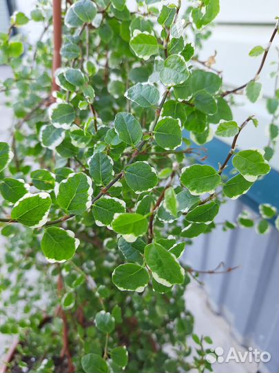 Фикус Санни