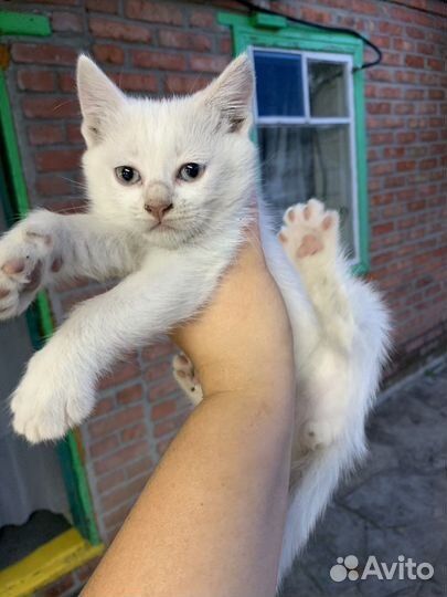 Кошка в дар бесплатно