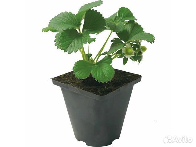 Клубника остара. Лучший сорт клубники