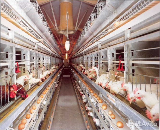 Сборщик на птицефабрику