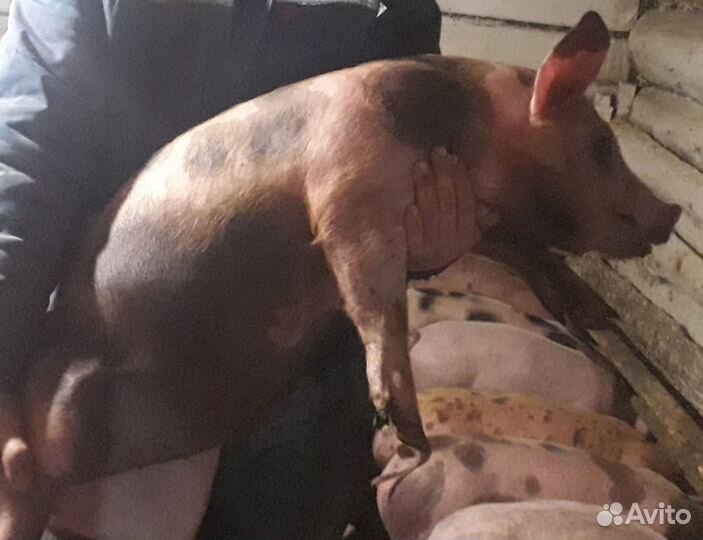 Поросята на откорм
