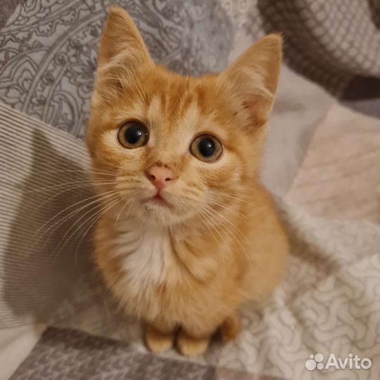 Маленький котенок девочка в добрые руки
