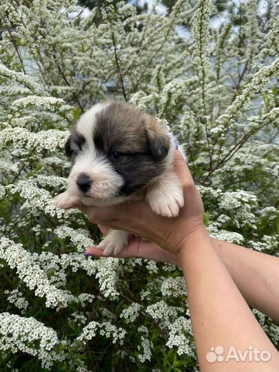 Щенки в добрые руки