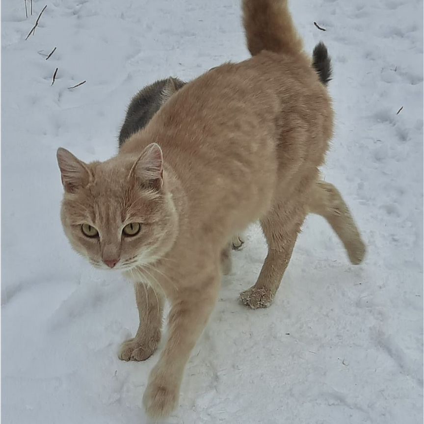 Коты и кошки замерзают в подвале