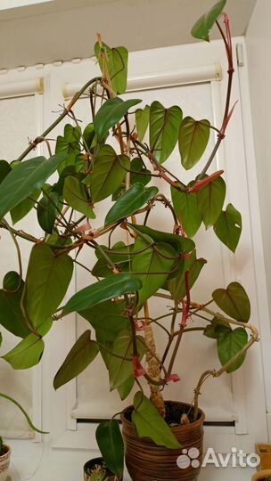 Филодендрон краснеющий