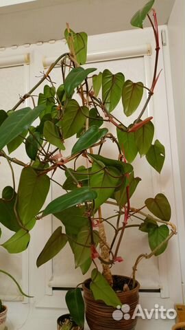 Филодендрон краснеющий