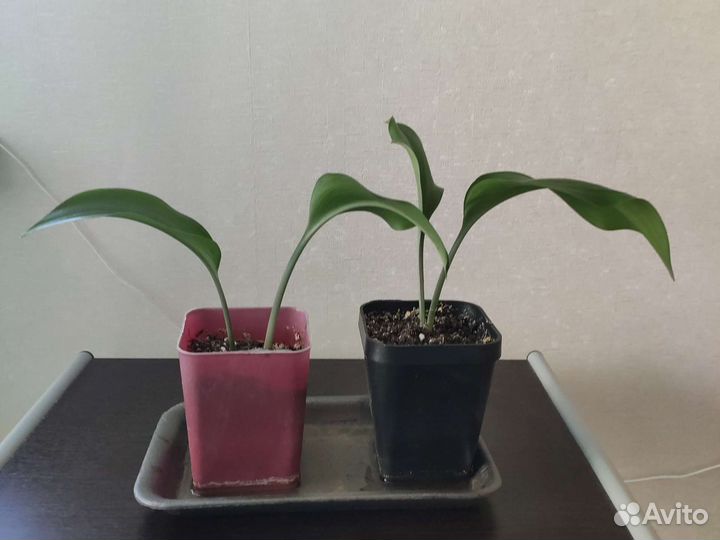 Амазонская лилия