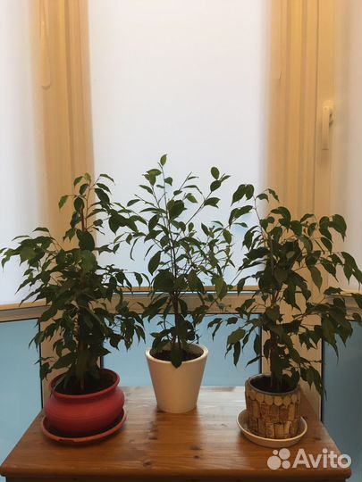 Фикусы большие