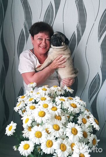 Передержка собак мелких пород