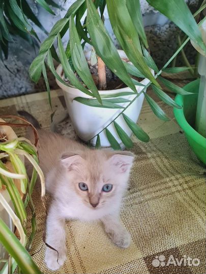 Котята в добрые руки бесплатно