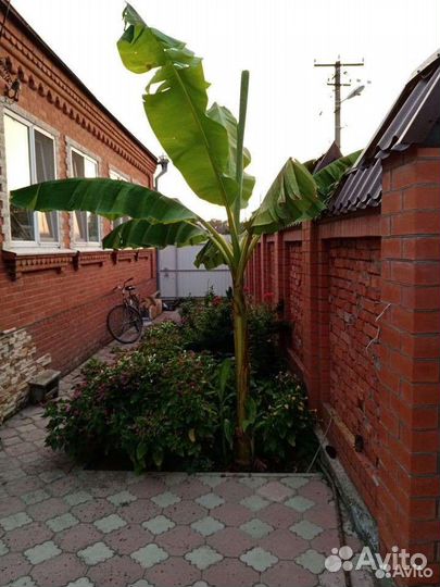 Саженцы банановой пальмы