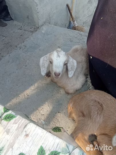 Козлята нубийские