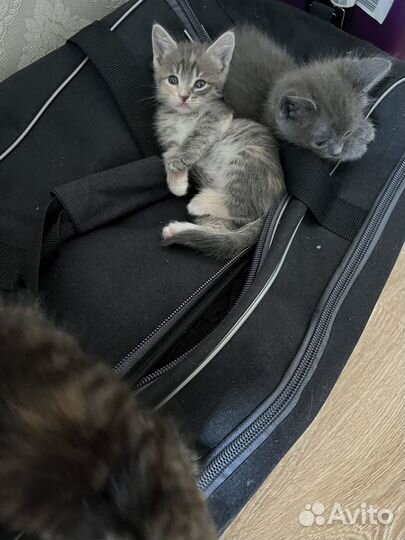 Котята добрые руки