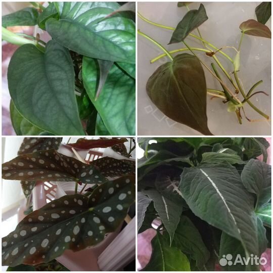 Домашние растения, черенки(обновлено)