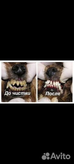 Ветеринарный врач на дом