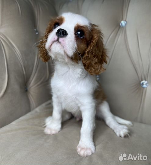 Кавалер кинг чарльз спаниель щенки РКФ