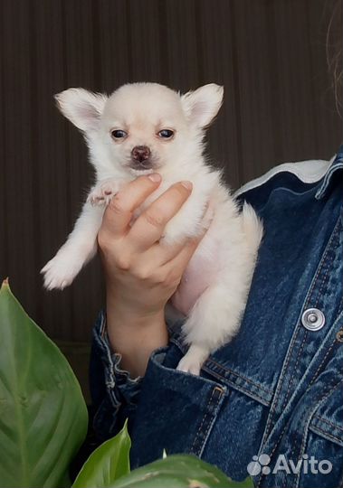 Чихуахуа девочка