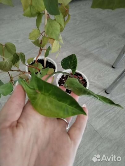 Циссус+сингониум панда