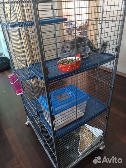 Отдаём шиншиллу в хорошие руки