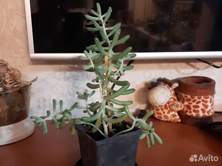 Крассула отдам