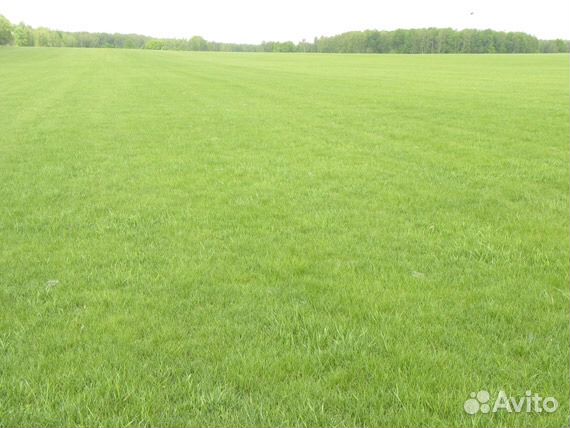 Рулонный газон