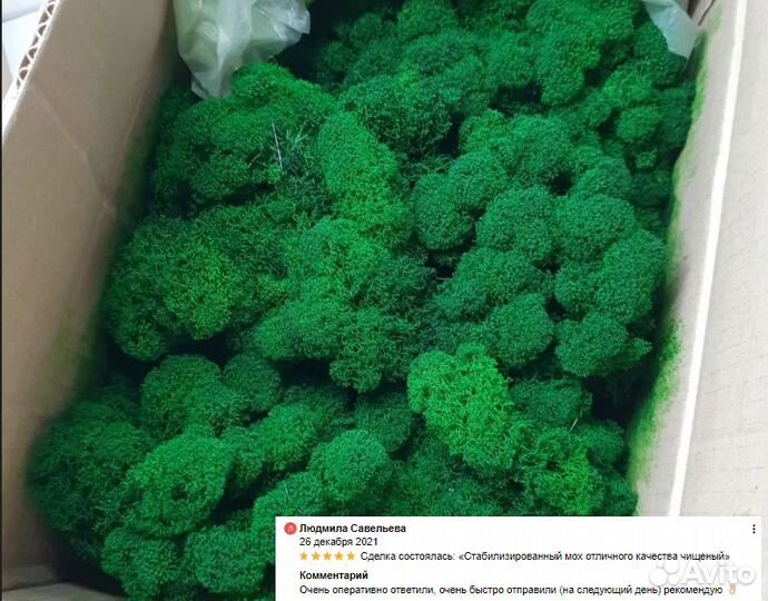 Стабилизированный мох ягель, интерьер декор