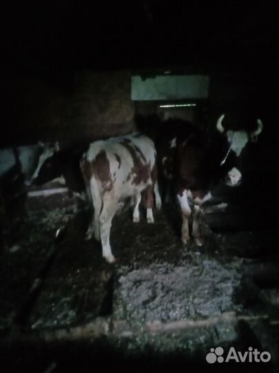 Быки и телки