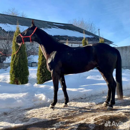Лошади и пони в спорт,разведение,под любителя