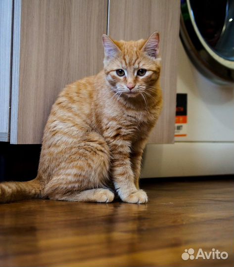 Рыжая скромница