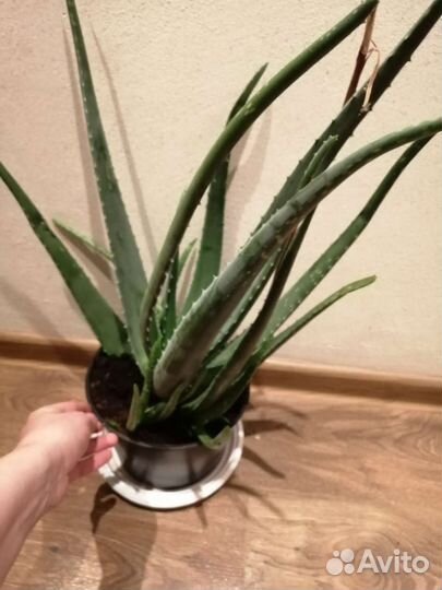 Алоэ вера 4-5летнее