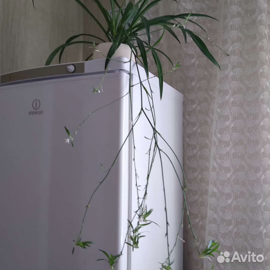 Хлорофитум