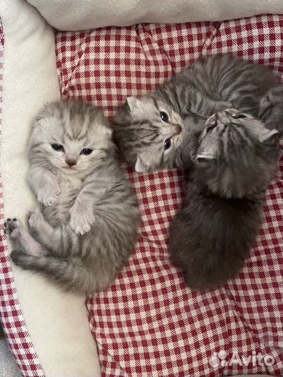 Шотландские