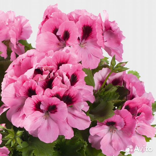 Пеларгонии королевские, розебудные