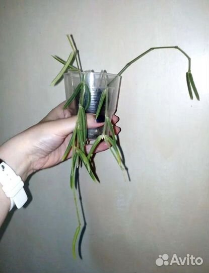 Хойя finlaysonii