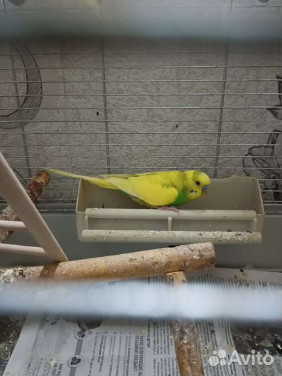 Волнистый попугай