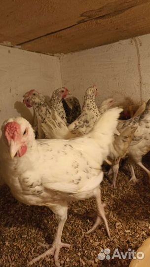 Петушки Пушкинской породы