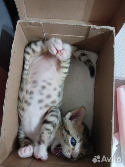 Котенок мальчик 1 месяц