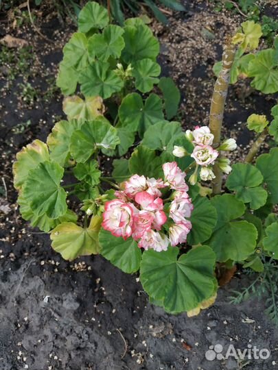 Герань королевская