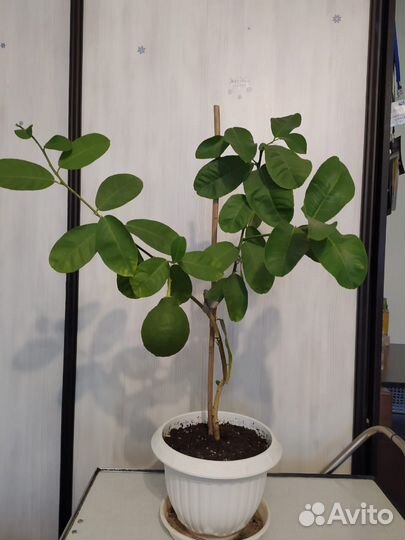 Лимонное дерево с плодами