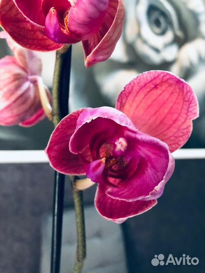 Орхидея фаленопсис Азиан Коралл пелор мутант