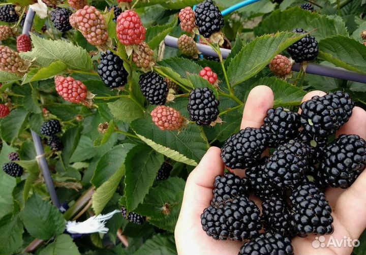 Саженцы Ежевики от производителя