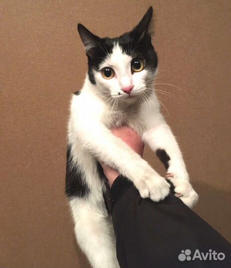 Кошечку спасти