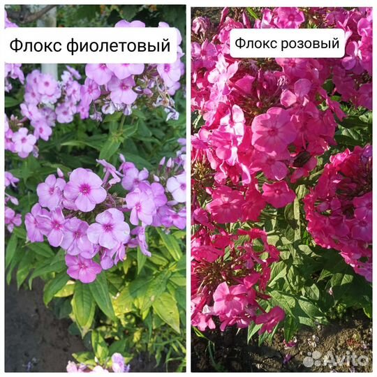 Флоксы
